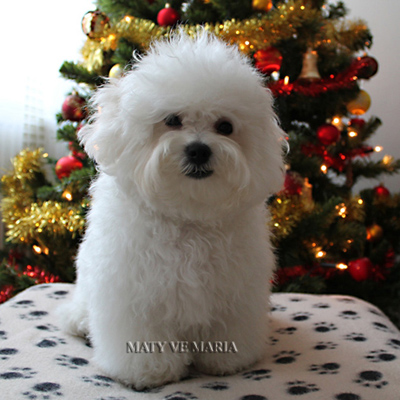 Denny - 5 months old, Christmas 2014